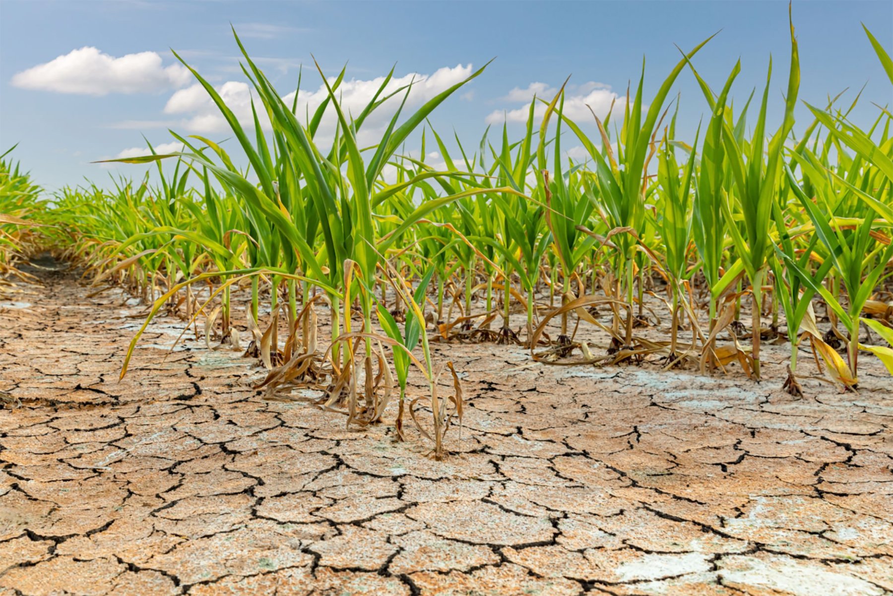 Drought-cracked earth with corn crop under stress, representing agricultural commodity risk