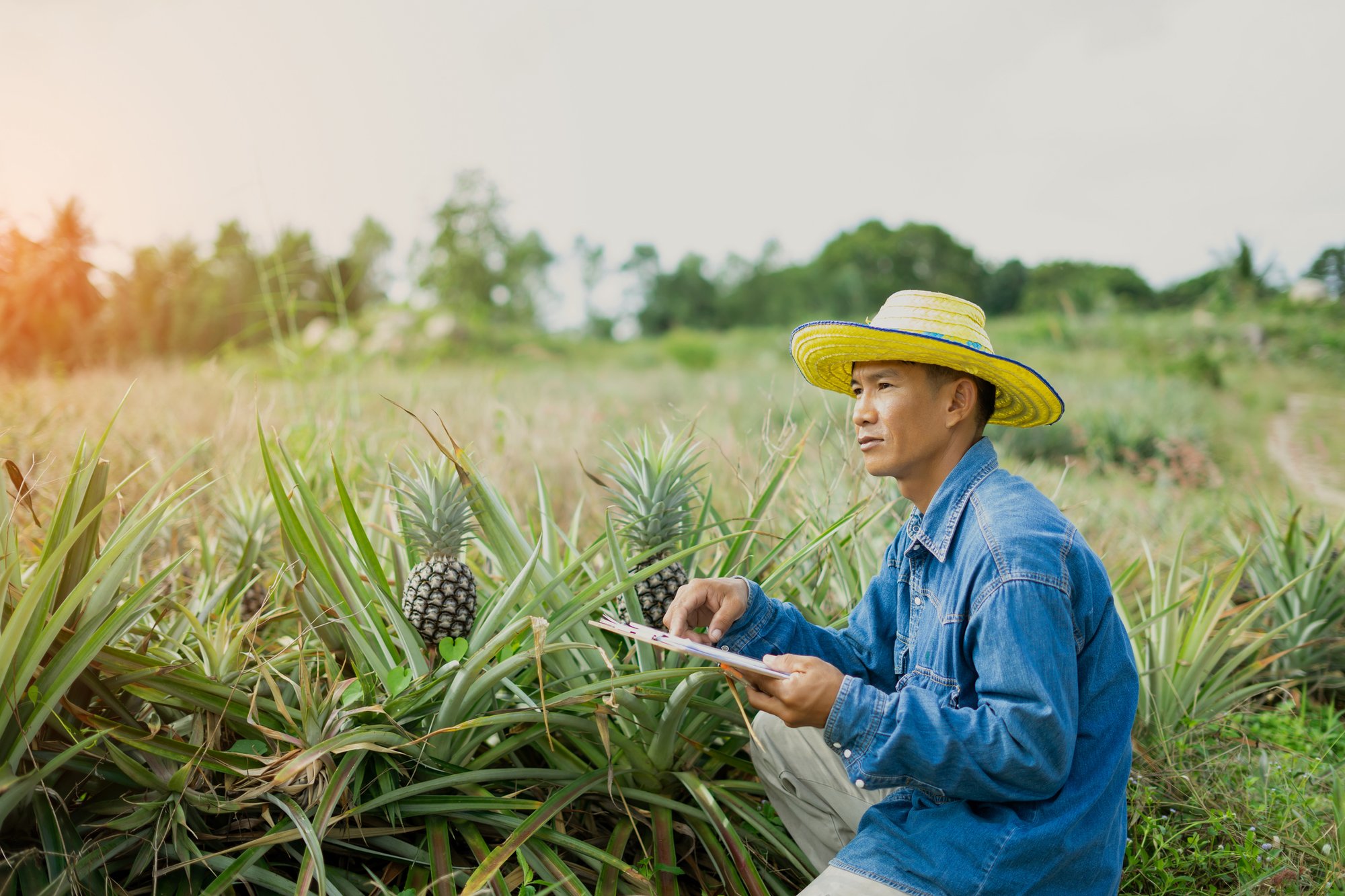Pineapple farmer inspecting crop in the Philippines